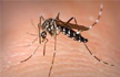 Chikungunya toll climbs to 11 in Delhi, AIIMS confirms one case